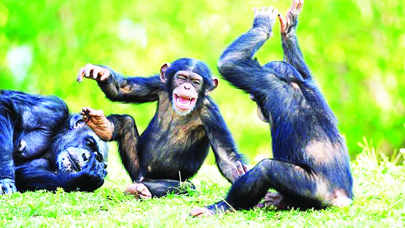 Chimpanzees moving together